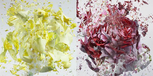 Bunga-bunga yang ditembak | source: merdeka.com