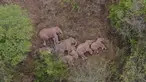 Dalam foto udara yang diambil 7 Juni 2021 ini sekawanan gajah yang bermigrasi beristirahat di dekat Kotapraja Xinyang di Distrik Jinning kota Kunming di Provinsi Yunnan, China barat daya. Kawanan gajah liar itu beristirahat setelah berjalan sejauh 500 km. (Yunnan Forest Fire Brigade via AP)