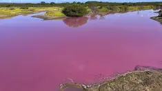 Foto yang diambil pada 8 November 2023 ini disediakan oleh Leslie Diamond menunjukkan telaga di Suaka Margasatwa Nasional Kealia Pond di Maui, Hawaii, berubah warna menjadi merah muda pada 30 Oktober 2023. (Leslie Diamond via AP)