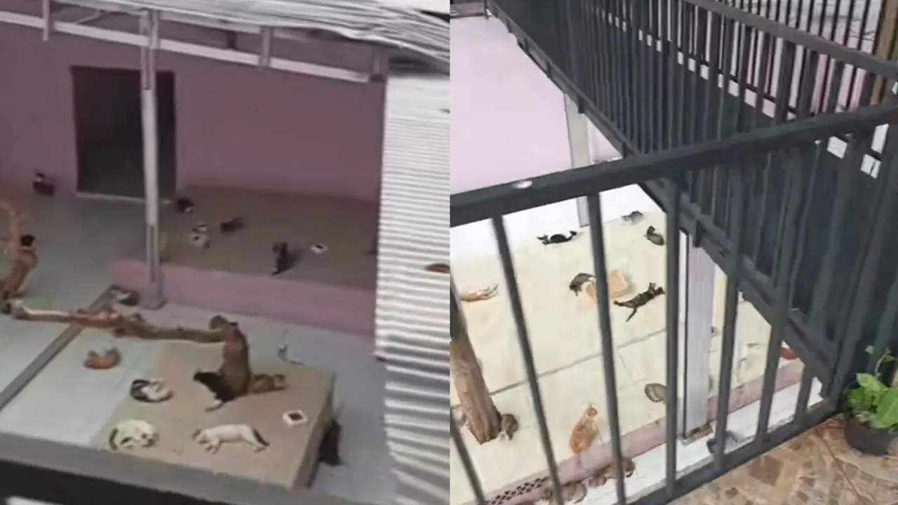 Kondisi shelter kucing, yang merupakan rumah singgah dan klinik satwa di Parung, Bogor, Jawa Barat