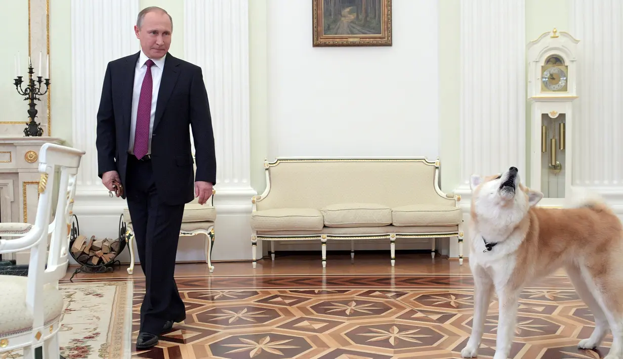 Yume menemani Presiden Rusia Vladimir Putin di Kremlin di Moskow, Rusia (7/12). Selain memiliki Yume, Presiden Putin juga memelihara anjing bulgarian shepherd yang diberi nama Buffy. (Sputnik/Kremlin/Alexei Druzhinin via Reuters)