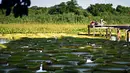 Orang-orang mengamati bunga lili raksasa (Victoria cruziana) di Sungai Paraguay, di Piquete Cue, utara Asuncion, pada Minggu (18/4/2021). Bunga lili raksasa tersebut muncul setiap tiga sampai empat tahun dalam jumlah dan ukuran yang besar. (Norberto DUARTE / AFP)