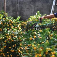Pekerja sedang menata jeruk kim kit atau jeruk imlek di Jakarta, Jumat (2/2). Menurut penjualnya, harga pohon ini sangat tergantung dari kerimbunan daun dan banyaknya buah. (Liputan6.com/Angga Yuniar)