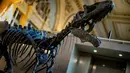 Kerangka bagian kepala dinosaurus berjenis alosaurus yang dipamerkan di rumah lelang Lyon Brotteaux Aguttes, Prancis, 5 Desember 2016. Dinosaurus yang diyakini telah punah sejak 135 juta tahun lalu itu ditemukan fosilnya pada 2013 . (JEFF PACHOUD/AFP)