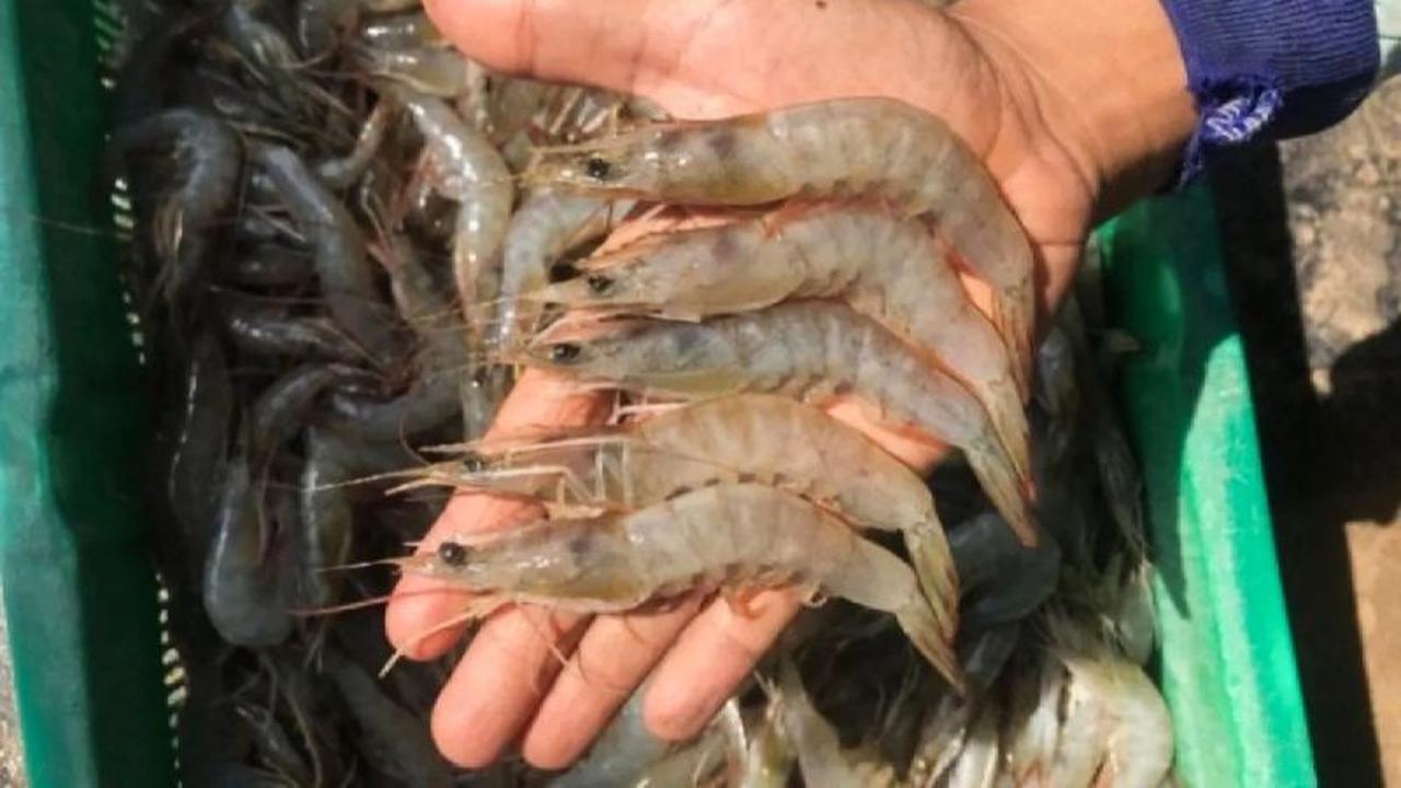Tahukah Anda? KKP Pastikan Udang Indonesia Aman Radioaktif, Bebas Cemaran Cesium 137!