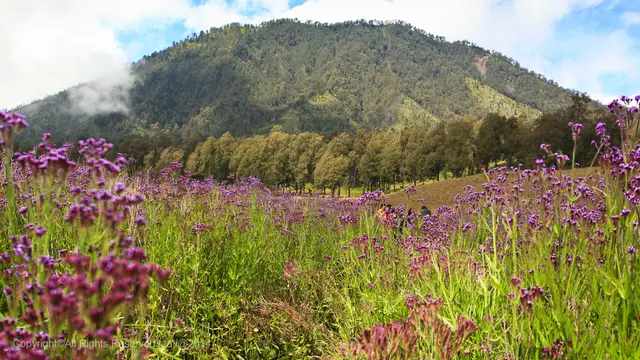 6 Destinasi Sabana di Indonesia yang Memukau