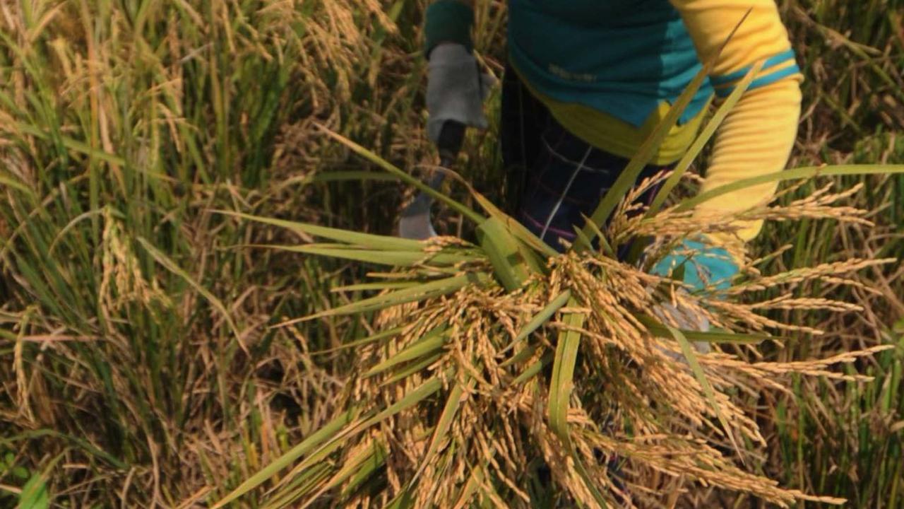 Petani memanen gabah kering di area persawahan di Kabupaten Bekasi, Jawa Barat, pada Selasa (7/5/2024). Merdeka.com/Imam Buhori