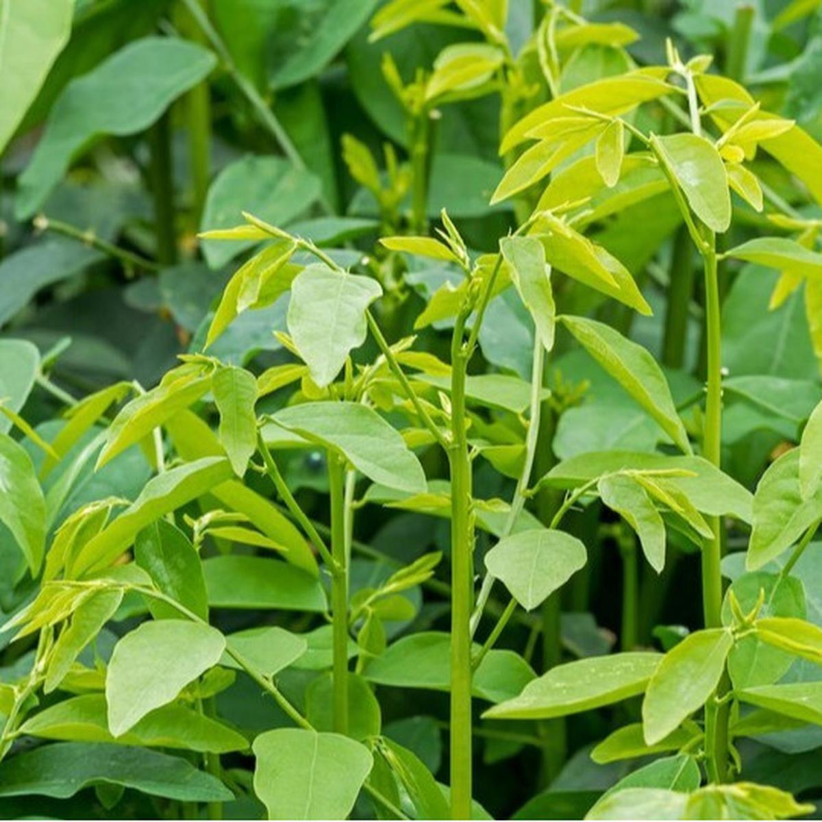 Daun Katuk