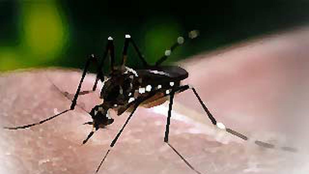 Dbd Meningkat Pasien Dirawat Di Selasar Rumah Sakit Health Liputan6