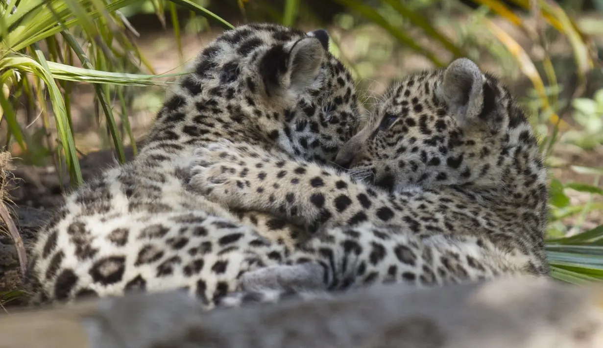 Dua bayi macan tutul bermain bersama di Kebun Binatang Quito di Guaylabamba, Ekuador, Minggu (8/11/2015).  Dua bayi macan tutul lahir pada bulan september lalu di Kebun Binatang Quito. (REUTERS/Guillermo Granja)