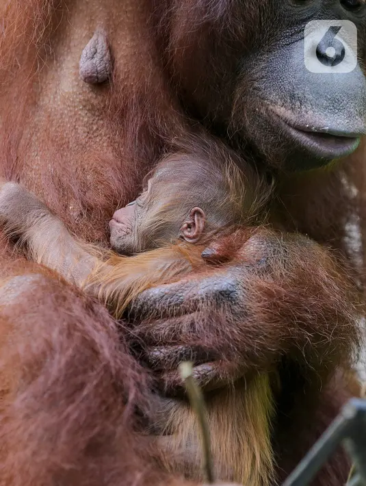 Bayi Orangutan Kalimantan, Fitri saat berada dalam pelukan induknya Eva di Taman Safari Indonesia Cisarua, Bogor, Jawa Barat, Rabu (27/5/2020). Fitri, bayi orangutan berjenis bertina pemberian nama dari Menteri LHK Siti Nurbaya lahir pada hari Senin (25/5) pukul 05.00 WIB (Liputan6.com/Fery Pradolo)
