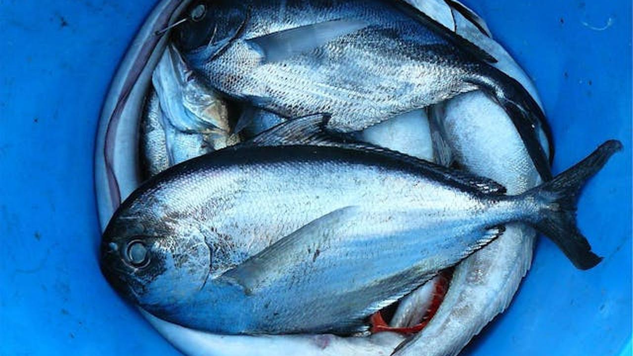 Makanan yang Harus Dihindari untuk Menjaga Kesehatan Kognitif