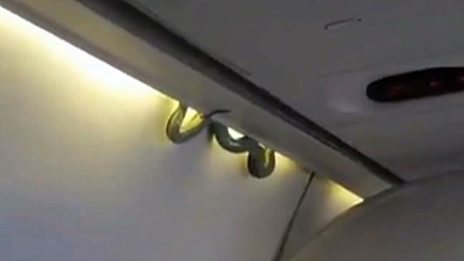 Seekor ular tertangkap kamera sedang bergelantungan di kabin pesawat | Photo: Copyright news.com.au