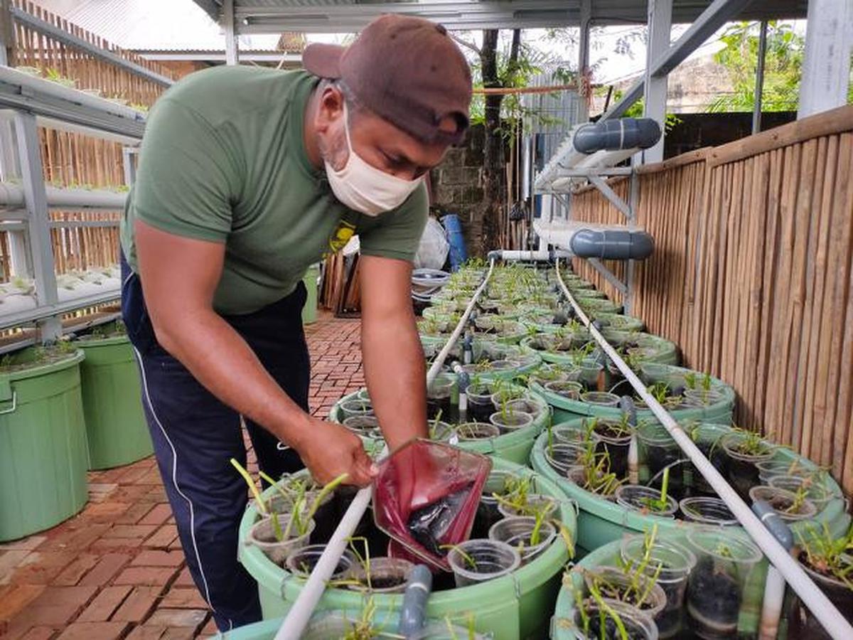 7 Cara Mudah Bikin Aquaponik di Rumah Pakai Ember untuk Pemula