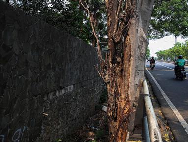 Sejumlah kendaraan melintas di samping pepohonan yang tertanam di beberapa ruas jalan di Jakarta, Rabu (30/4/2025). (Liputan6.com/Angga Yuniar)
