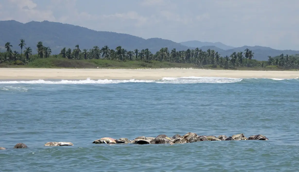 Bangkai penyu laut yang mati di parairan dekat Puerto Escondido, Meksiko, (28/8).  Otoritas Meksiko akan mengungkap siapa yang harus bertanggung jawab atas kematian ratusan penyu laut langka ini. (AP Photo/Jose Ignacio Santiago Martinez)