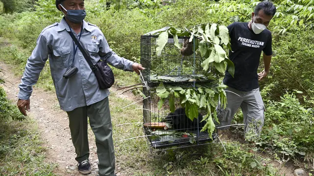 Melihat Owa dan Kukang Jawa Dilepas di Hutan Jantho