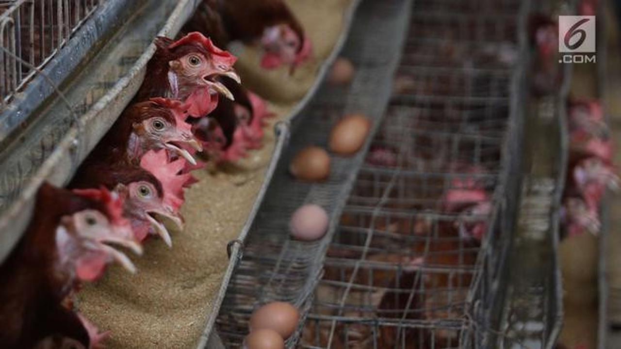 7 Cara Ternak Ayam Petelur Modal Rp1 Juta, Dari Bibit hingga Panen Sukses