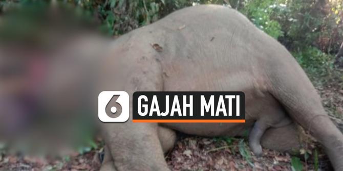 VIDEO: Gajah Mati dengan Belalai Terpotong Ditemukan di Riau