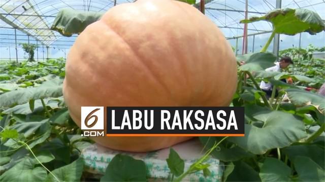 Sebanyak 6 labu raksasa dipertunjukkan di Pameran Pertanian Jiufeng, China. Salah satu diantaranya memiliki diameter 110 cm dan menjadi daya tarik wisatawan.