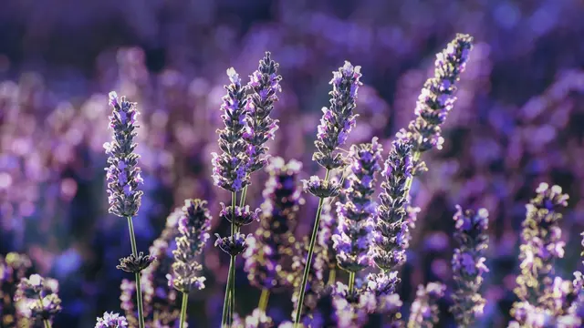 Lavender