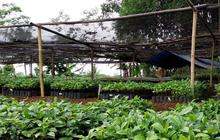 Desa BRIlian Sambak Magelang Raih Proklim Lestari, Kopi Potorono Jadi Inspirasi
