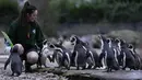 Hattie Sire, penjaga Kebun Binatang London, dengan penguin Humboldt melakukan inventarisasi tahunan, Selasa (4/1/2022). Merawat lebih dari 400 spesies berbeda, penjaga menghadapi tugas menantang untuk menghitung mamalia, burung, reptil, dan invertebrata di Kebun Binatang. (AP Photo/Alastair Grant)
