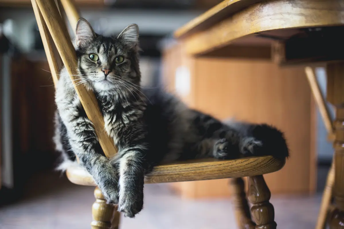 Hubngan bulu kucing dengan kesehatan
