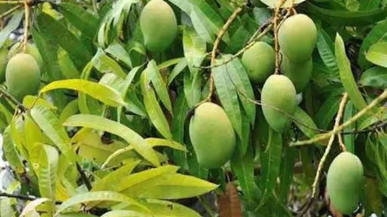 Resep Daun Ajaib Penurun Gula Darah, Rahasia Kesehatan Alami yang Mudah Dicoba