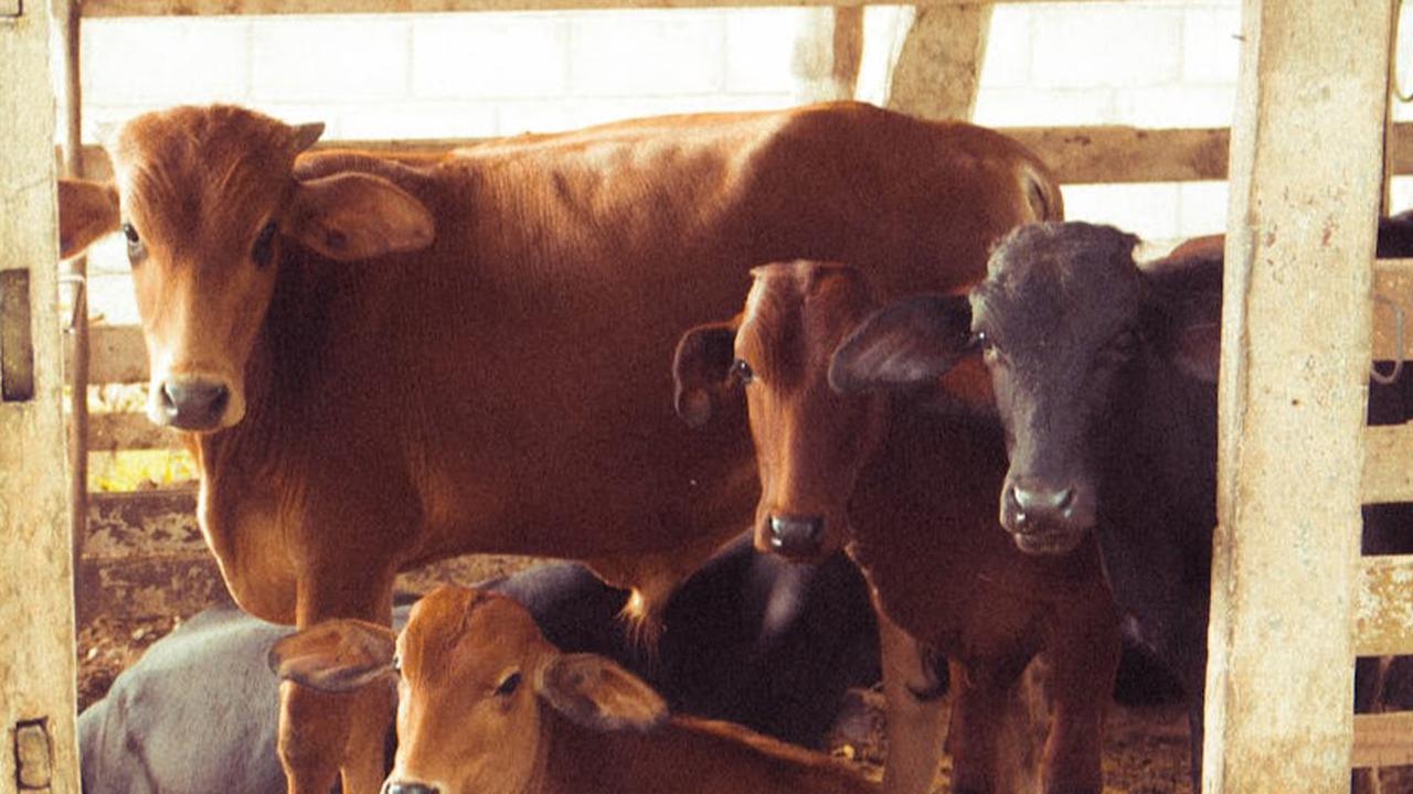 Dampak Stres pada Kambing dan Sapi terhadap Kualitas Daging