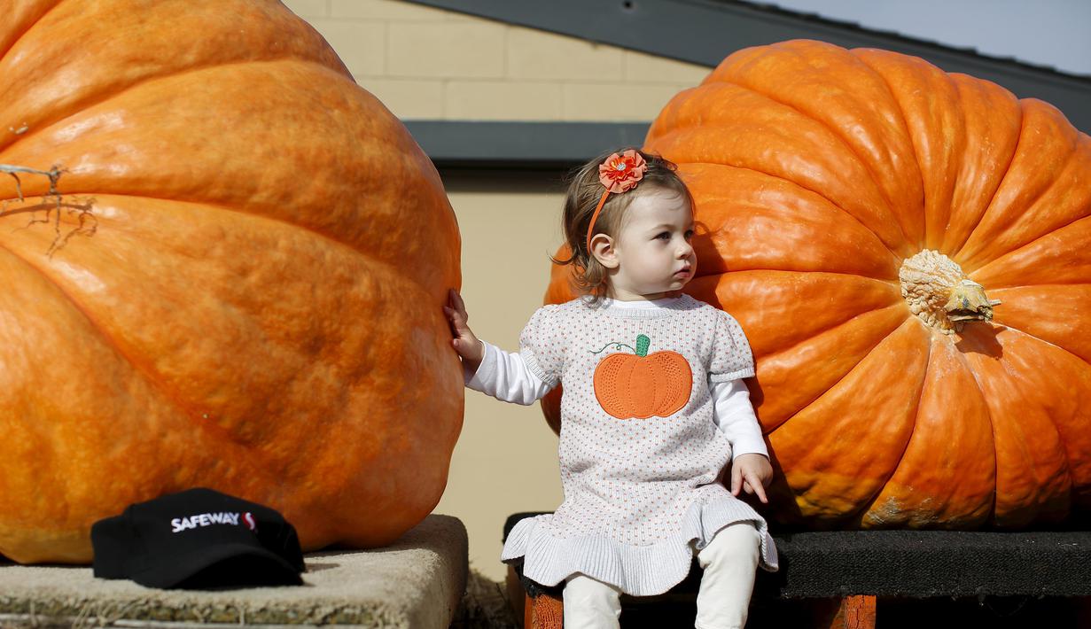 Seorang anak duduk di antara dua labu pada perlombaan Safeway World Championship Pumpkin Weigh-Off yang ke-42 di Half Moon Bay, California, Senin (12/10/2015). Acara tahunan tersebut memperlombakan hasil panen berupa labu raksasa. (REUTERS/Stephen Lam)