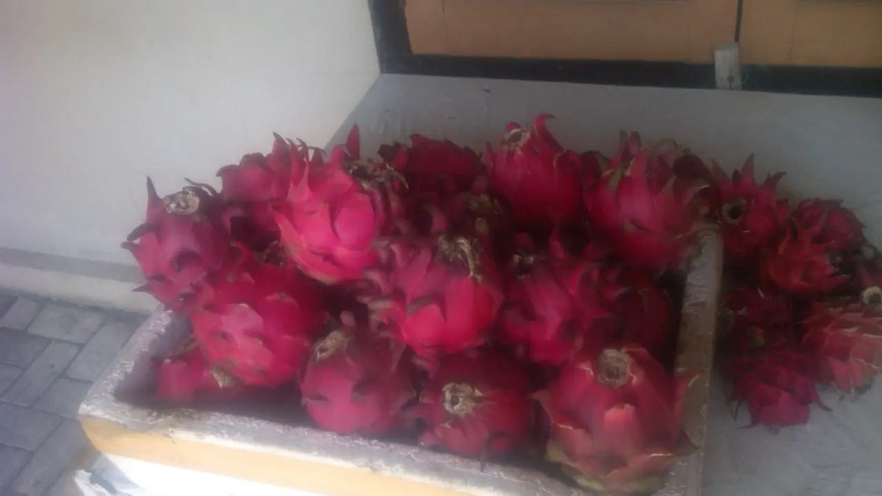 Musim Hujan, Petani Buah Naga Gembira Ria