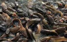 Cara Menghilangkan Lendir Ikan Lele Hanya Menggunakan 3 Bahan Dapur Saja