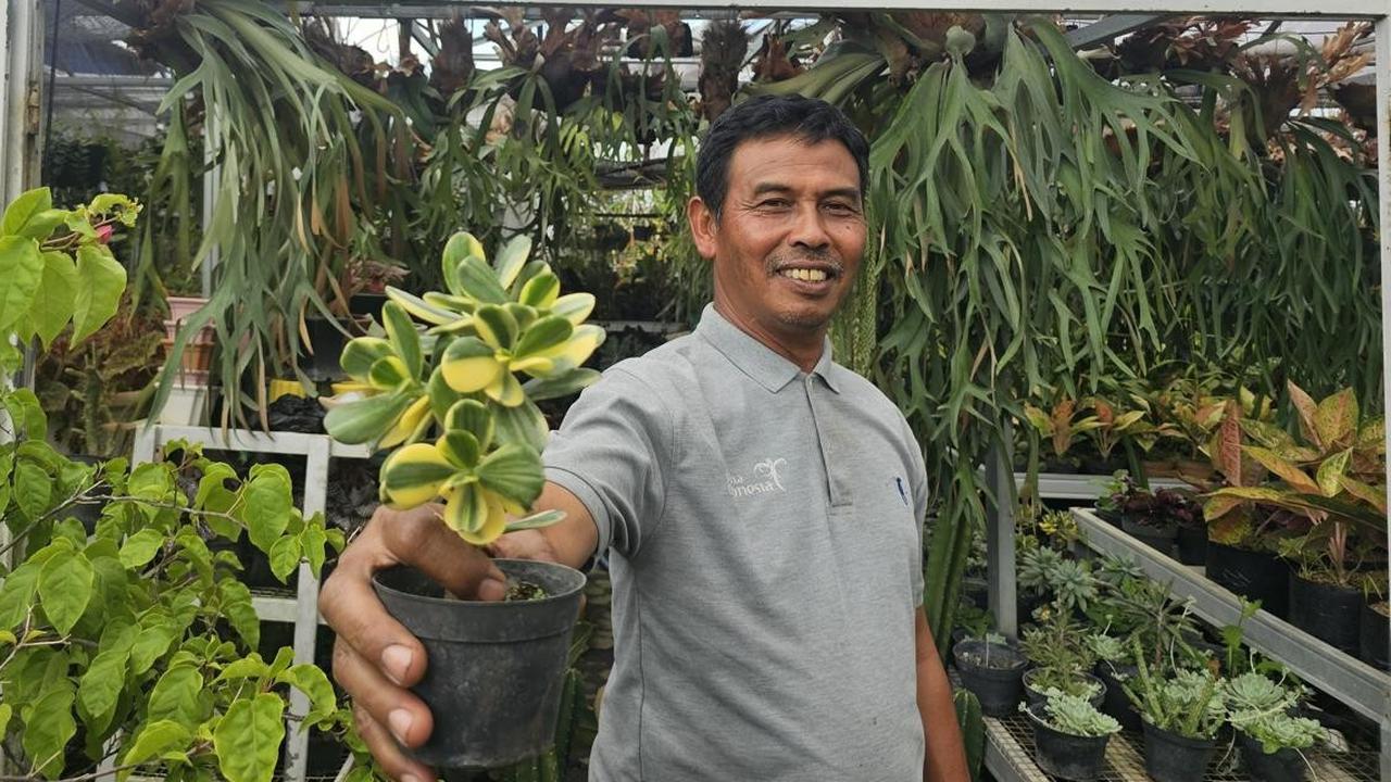 Sukses Jadi Mata Pencaharian Warga Sekitar, Ini Kisah Klaster Usaha Tanaman Hias Binaan BRI