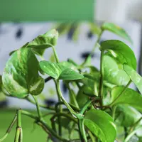 ilustrasi manfaat daun sirih untuk kesehatan dan mengatasi asam urat/pixabay