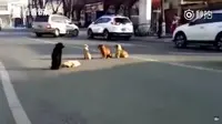 Empat ekor anjing liar, tertangkap kamera setia menunggui teman mereka yang tertabrak mobil di jalan.