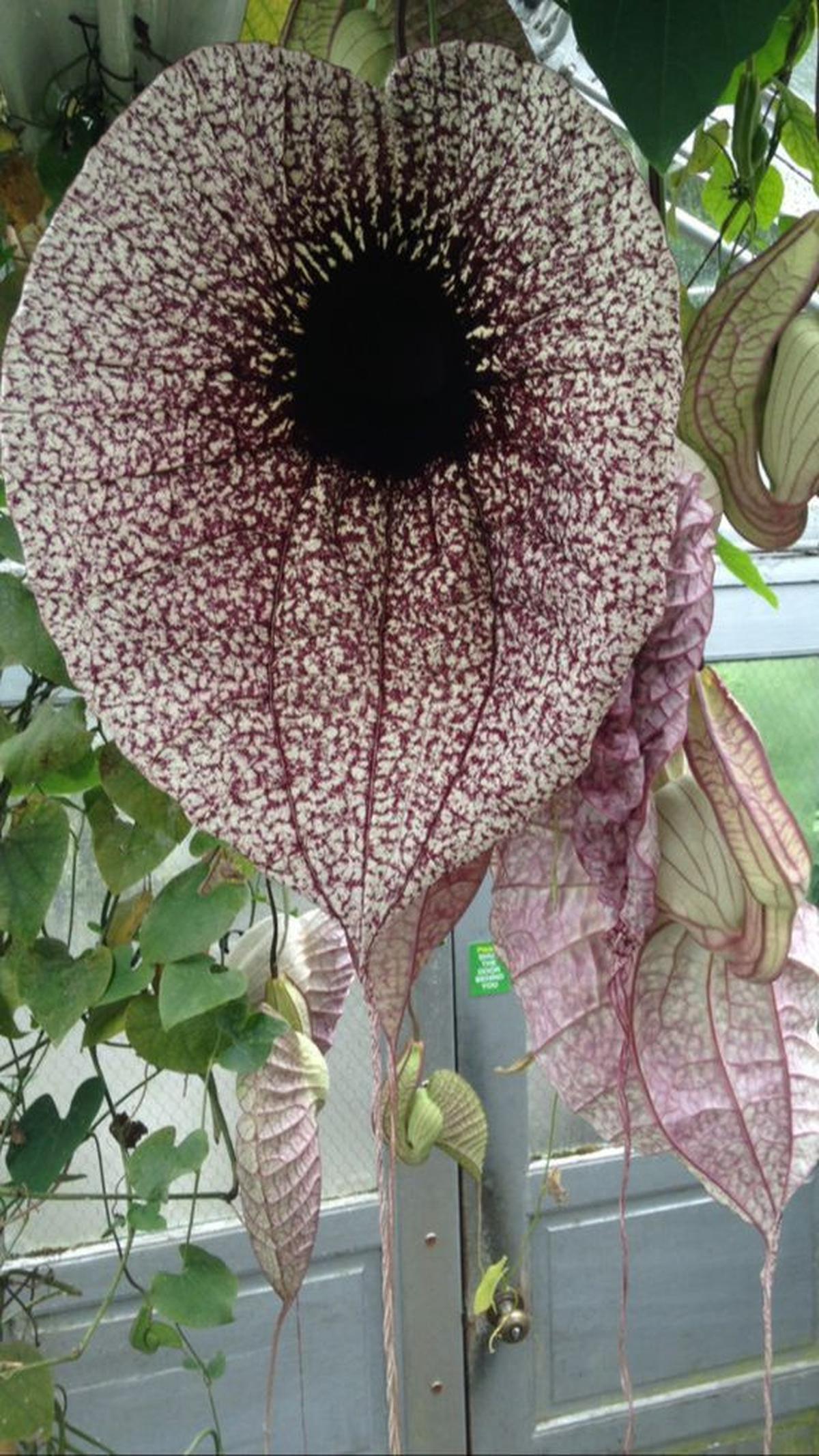 Aristolochia grandiflora