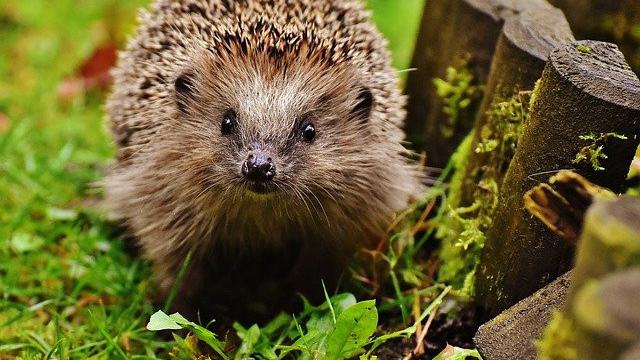 Ilustrasi landak mini