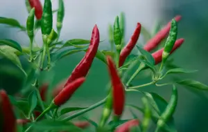 7 Cara Merangsang Cabai agar Banyak Tunas dan Cabang Produktif, Bisa Rutin Panen