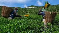 Gambar pada 7 Juli 2021 menunjukkan pekerja migran memetik daun teh di Cameron Highlands di negara bagian Pahang, Malaysia. Perkebunan teh yang terbentang di atas perbukitan terjal di Malaysia menghadapi masa depan yang suram karena lockdown corona COVID-19. (Mohd RASFAN/AFP)