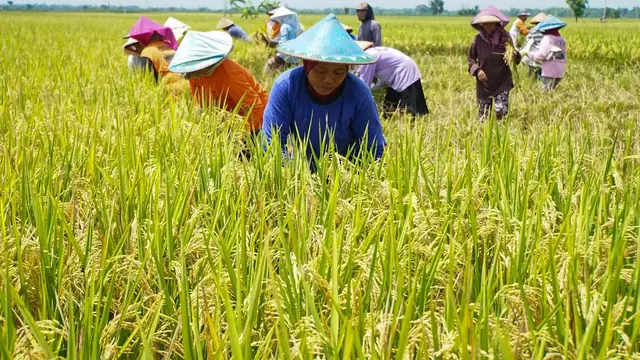 panen Ngawi