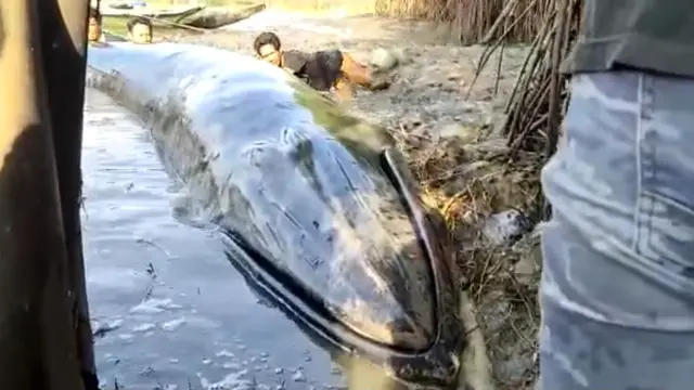 5 Fakta Paus Terdampar di Sungai Ujungmanik Cilacap yang Diselamatkan Warga