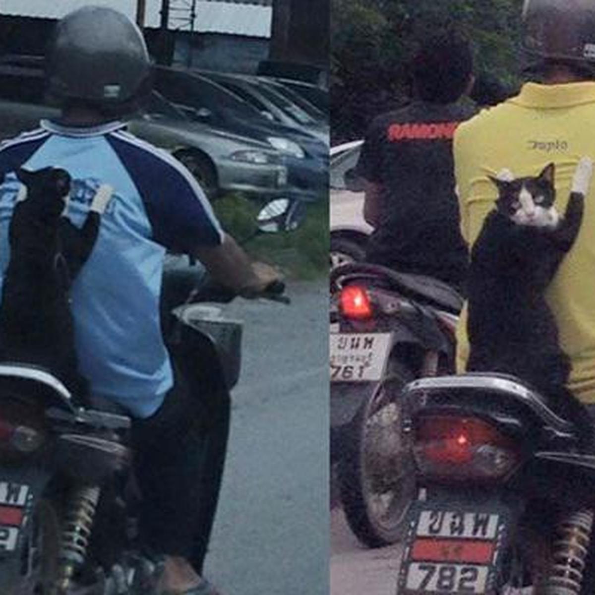 Коты На Мотоцикле