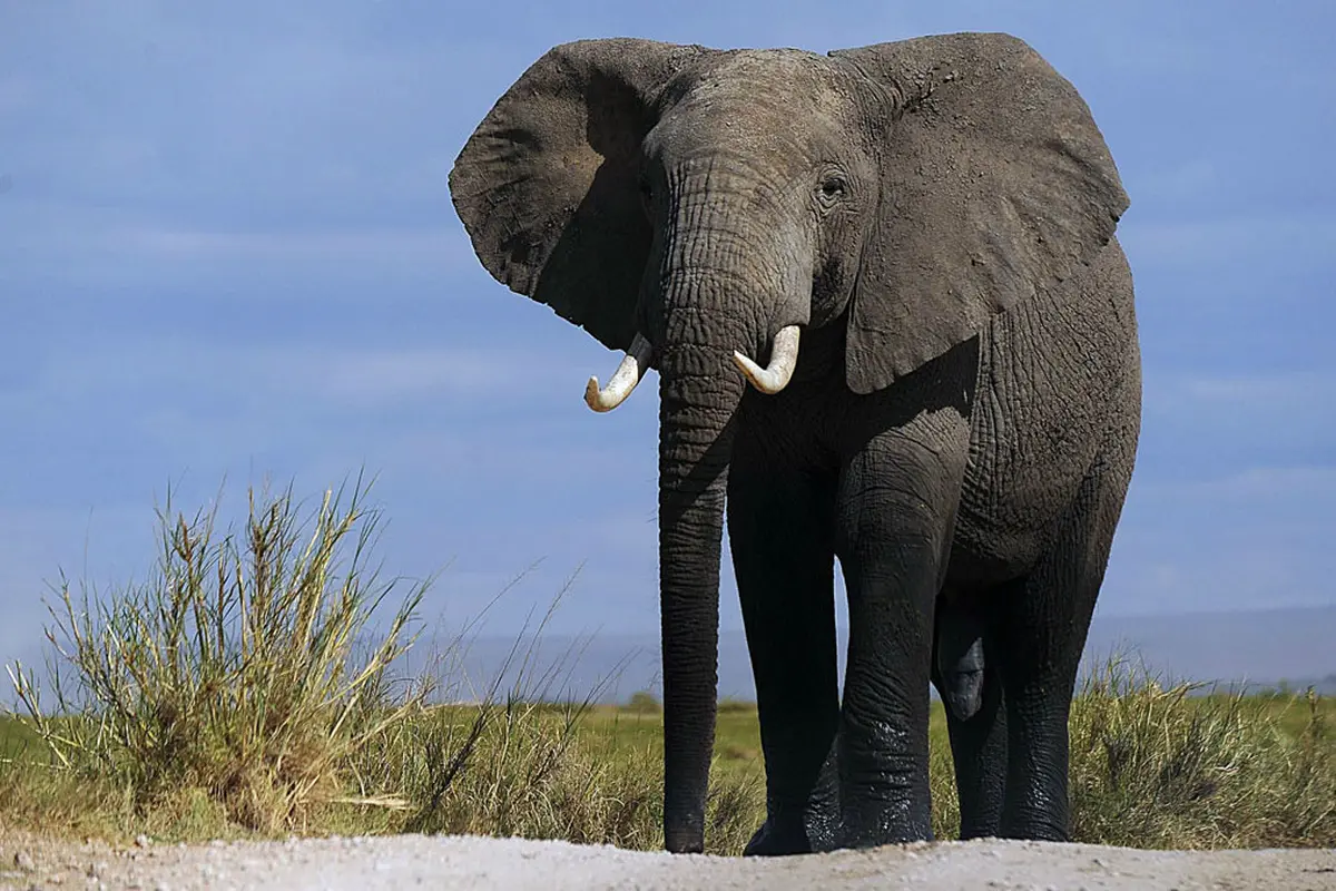 Ilustrasi gajah