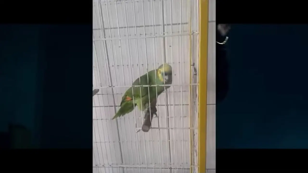 [Bintang] Ketimbang Rihanna, Burung Beo Ini Lebih Merdu Nyanyi The Monster!