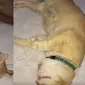 Viral Kevin Kucing Oren, Ini 6 Video Kocak TikToknya (Sumber: Twitter/skidote)