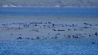Kawanan paus pilot yang terdampar di perairan Pelabuhan Macquarie, dekat Strahan, Tasmania, Australia (21/09/2020). Sebanyak 90 paus telah mati dan operasi "menantang" sedang dilakukan untuk menyelamatkan 180 lainnya yang masih terdampar pada 22 September. (AFP/Handout/Ryan Bloomfield)