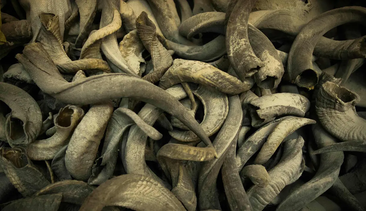 PHOTO Melihat Pembuatan Alat Musik Ritual Keagamaan Yahudi Foto