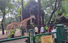 Liburan Murah Meriah di Ragunan, Segini Harga Tiket Masuknya