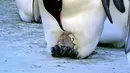 Bayi Pinguin yang baru menetas di Benua Antartika. BBC1 membuat sebuah dokumenter tentang perjalanan Pinguin kecil hingga menjadi dewasa. (Dailymail.co.uk)